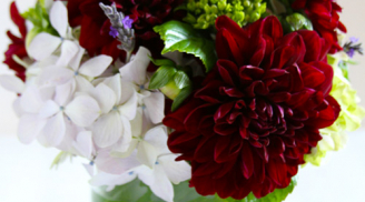 Cắm hoa Tết: Cách cắm hoa Thược Dược đẹp ngày Lễ Tết