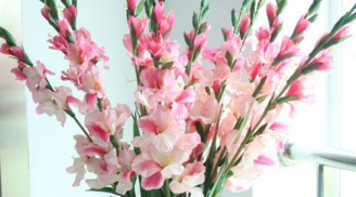 Cắm hoa Tết: Cách cắm hoa lay ơn đẹp ngày Tết