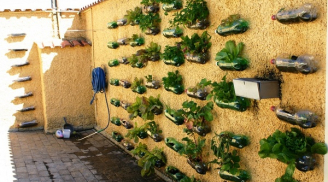 Tự tạo vườn rau tuyệt đẹp chỉ bằng vỏ chai nhựa