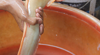 Nông dân bắt được cá trê vàng, 'môi hồng' nghi quý hiếm nhất trên thế giới