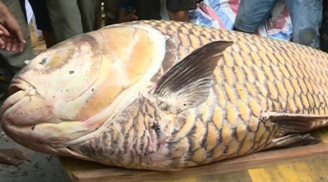 Ngư dân may mắn bắt được cá hô 'khủng' nặng hơn 125kg có giá 314 triệu