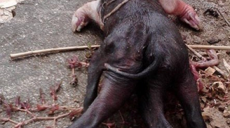 Lợn 6 chân, lợn 2 đầu 4 mắt liên tục được phát hiện ở Nghệ An