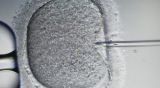 Bé sơ sinh thụ tinh trong ống nghiệm có '3 cha mẹ' chào đời khỏe mạnh