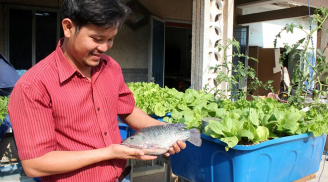 Thích thú trồng rau bằng đất sét, hệ thống khép kín nuôi cá trên sân thượng