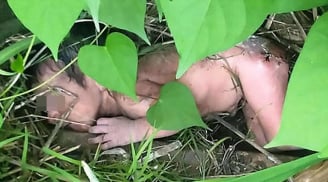 Phẫn nộ bé gái sơ sinh bị bỏ rơi trong bụi rậm, trên người chi chít gai nhọn