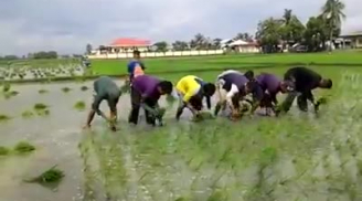 Nông dân nước bạn trồng lúa