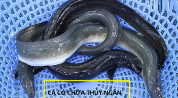Loại cá 'ngậm' đầy thủy ngân, dân chài lưới nói: 'Cho không cũng đừng có lấy'