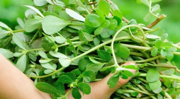 5 loại rau mọc dại nhưng bổ ngang nhân sâm ngàn năm