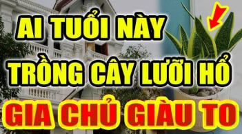 2 tuổi Hợp Mệnh trồng cây Lưỡi Hổ, 1 tuổi rất kị phải nhổ bỏ ngay