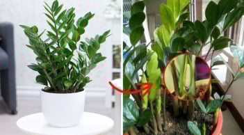 3 thứ cây Kim Tiền thích 'ăn' nhất, cứ vùi vào chậu là chồi mọc - Tiền về