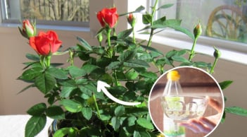 Cho hoa hồng 'uống' loại nước này: Cây xanh tốt, hoa trĩu cành, thơm nức mũi