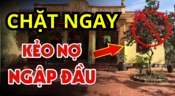 4 loại cây tưởng lành hoá dữ, chặt sớm kẻo rước họa về nhà