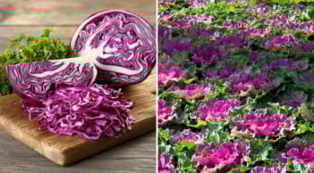 Bắp cải tím: Loại rau quen thuộc nhưng lại cực kỳ giàu dinh dưỡng