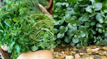 Vì sao cải xoong được mệnh danh là “vua của các loại rau”?