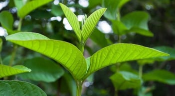 5 lợi ích khi nhai lá ổi, số 1 tốt cho cả nam và nữ