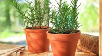 Trồng 3 loại cây cảnh này trong nhà, giúp không gian nhà bạn lúc nào cũng thơm mát, sảng khoái