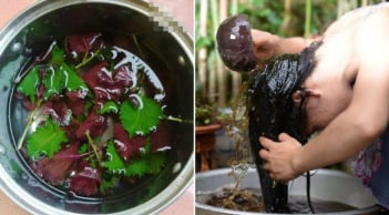 Vò nát nắm lá này đem gội đầu: Mùi thơm tự nhiên, hết ngứa da đầu, tóc con mọc tua tủa