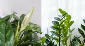 3 loại cây trồng vào nhà: Hết lúa Chúa lại ban, hết tiền Tiên lại cứu