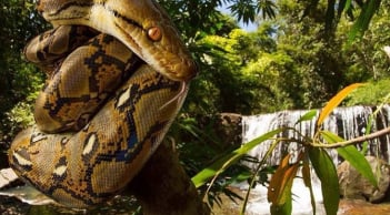 Loài vật dài nhất thế giới, Việt Nam cũng có cá thể dài gần 10 mét