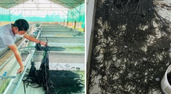 Nuôi con “đặc sản” trong bể xi măng: Anh nông dân đổi đời kiếm tiền tỷ/năm