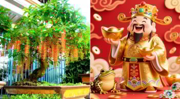 4 loại cây Trấn Trạch - Giữ Tiền, số 1 dễ trồng dễ lớn