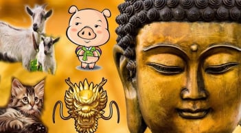 Sau ngày 11/11, Trời Thương - Phật Độ, 3 tuổi nở rộ Tiền Tình