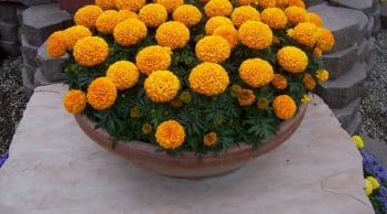 Hoa Âm đừng trồng đất Dương: 5 loại hoa tưởng đẹp nhưng dễ khiến cả nhà khốn đốn