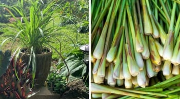 4 loại cây đuổi muỗi, hút sạch cặn bẩn không khí trong nhà