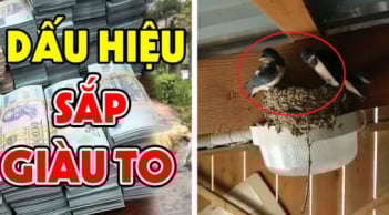 4 con vật “mát vía” vào nhà nào nhà đấy Lộc To, Tiền tự tìm đến