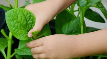 Loại rau giàu chất xơ bậc nhất, chợ bán chỉ 5 nghìn/bó