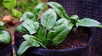 10 loại rau bổ phổi, lọc sạch cặn bẩn trong người