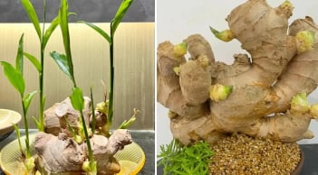 Loại củ đặt trên bàn ngang thần Tài trấn giữ, kéo Tiền Tài về không ngớt