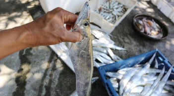 Loại cá 'bổ hơn cá chép', cực tốt cho tim và não: Việt Nam có sẵn giá rẻ bèo