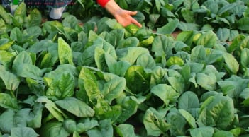 Loại rau nhiều vitamin C, đẹp da, giảm cân nhanh chóng