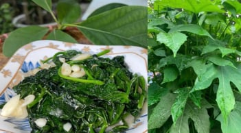 Loại rau ngọt ngang mì chính, bổ ngang nhân sâm, giá 40 nghìn/ bó