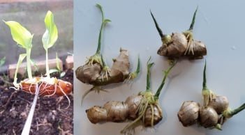 Đặt gừng ở vị trí này thanh trừ khí độc, hút Lộc vào nhà