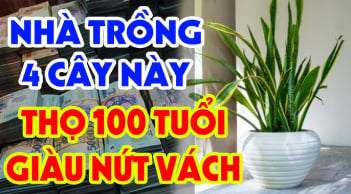 3 loài cây mọc ở đâu Tiền vào nhà đấy, phú quý hưởng đều