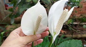 5 loại cây hút sạch khí độc, thanh lọc không khí cho cả nhà