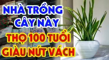 3 loài cây cân bằng âm dương, gọi Tiền về cho gia chủ