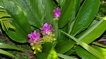 Loại củ giúp gan đẩy độc, giảm sưng viêm hiệu quả