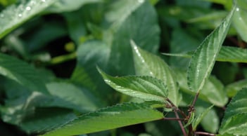 2 loại rau sạch hiếm khi “ngậm” hóa chất, loại đầu tiên mọc dại quanh nhà