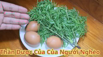 Cách ăn đinh lăng giảm đau đầu, xương khớp chắc khoẻ