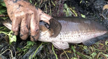 Loài cá ngọt thịt ít xương, thơm ngon bổ dưỡng