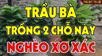 Cây trầu bà dễ trồng nhiều Lộc nhưng kị nhất tuổi này