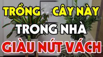 5 cây trồng quanh nhà Tiền vây kín, con cháu hưởng đều
