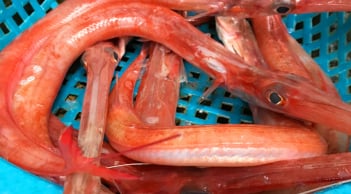 Loại cá có hình thù kì lạ, là món ăn được săn lùng nhất của người Việt