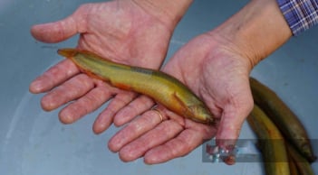 Nuôi loài cá ham rúc bùn, ăn đêm, thịt thơm, xương ít: Người nông dân lãi đậm sau 4 tháng