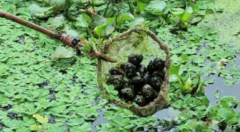 Nuôi con vật không tốn một xu, ủ qua mùa đông nông dân Thanh Hóa kiếm về trăm triệu