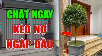 4 loại cây xui tận mạng, đẹp - thơm mấy cũng đừng dại mang về