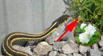 3 loài cây Rắn muốn “kết thân”, 4 loài cây rắn gặp là sợ run